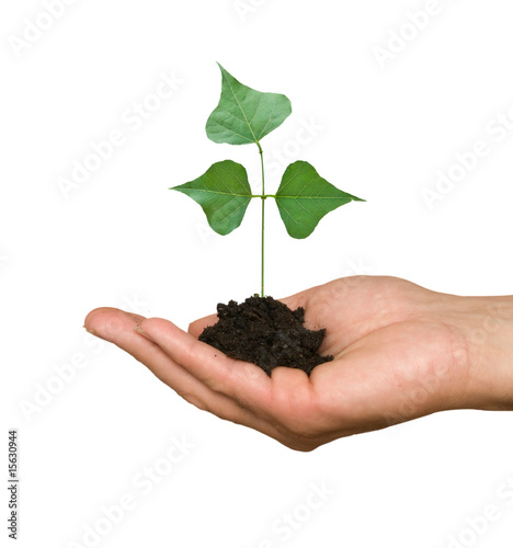 A sprout in palms as a symbol of nature protection