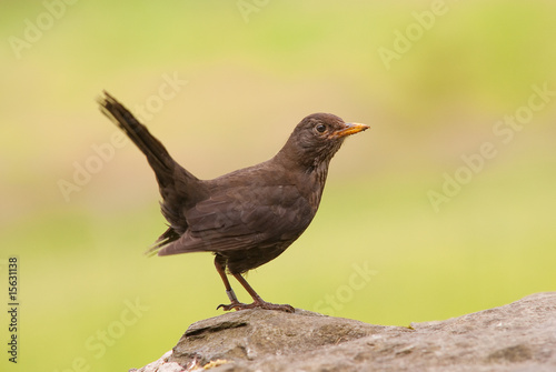 Common Blackbird © S.R.Miller