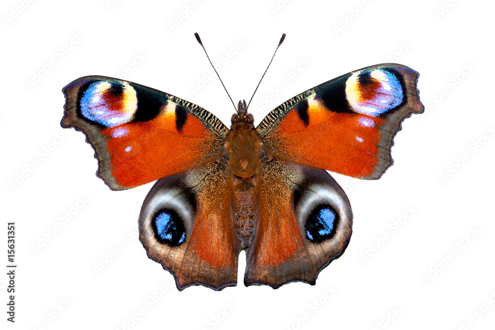 Fototapeta premium Emperor moth (Inachis io)