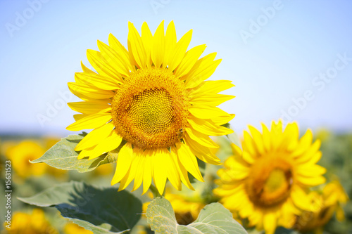 Sunflower in the sunflowers filed