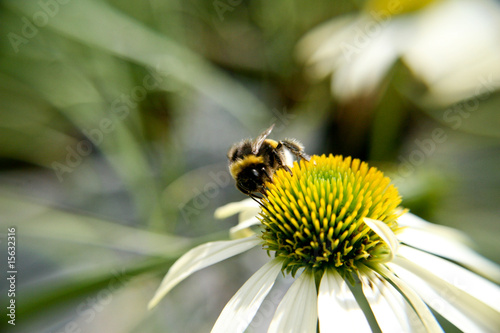 bumblebee on flower © Alex Koch