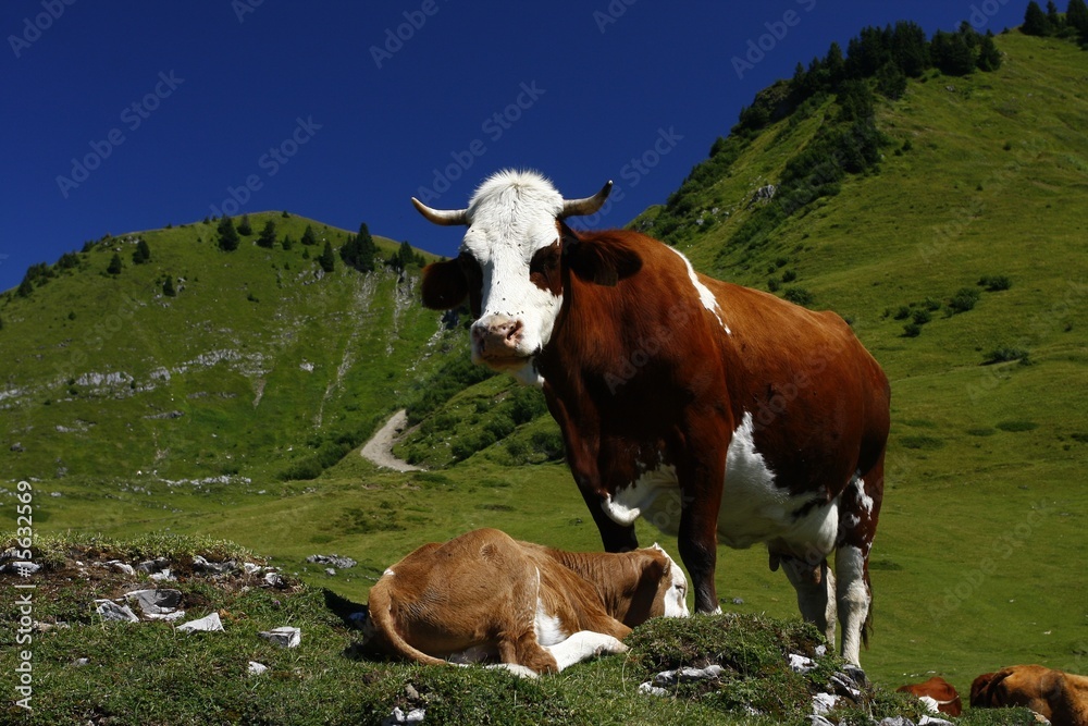vache et son petit