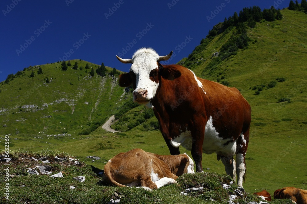 vache et son petit vache et son petit