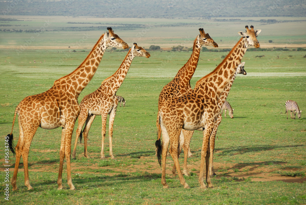 Obraz premium Giraffes herd