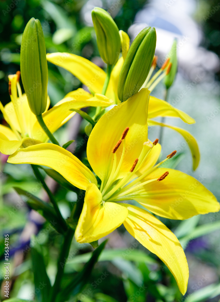 Obraz premium Yellow flower