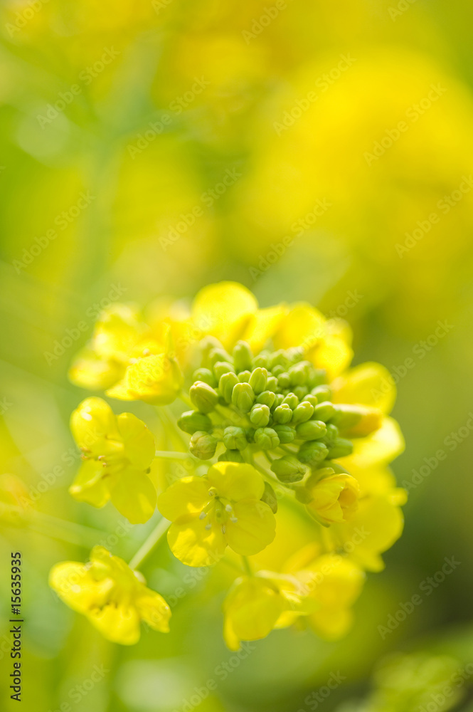 菜の花 菜の花
