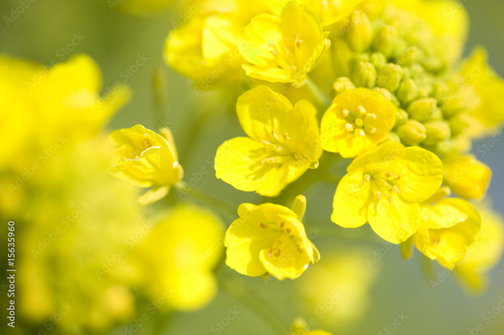 菜の花 菜の花