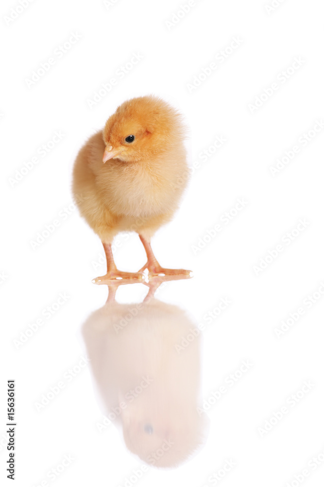 Obraz premium Chick standing isolated on white
