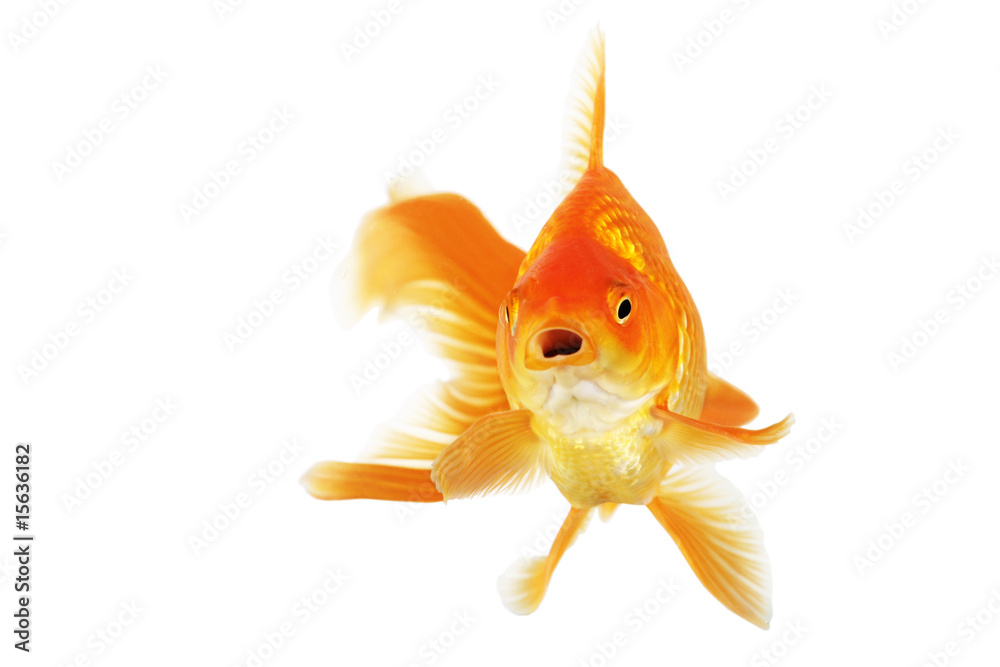 Fototapeta premium Beautiful fantail goldfish