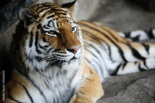 Fototapeta Naklejka Na Ścianę i Meble -  Handsome tiger resting