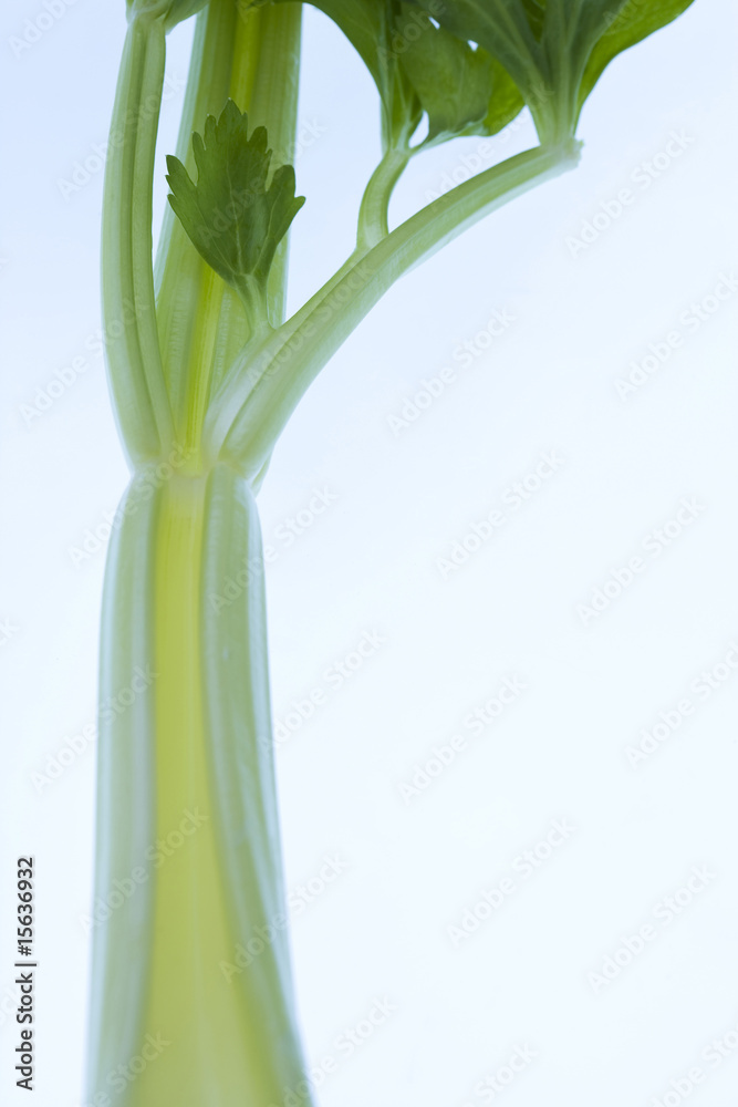 Obraz premium セロリ