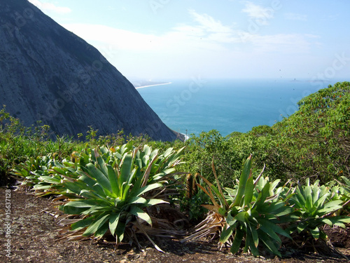 Bromeliads on top of the mountain