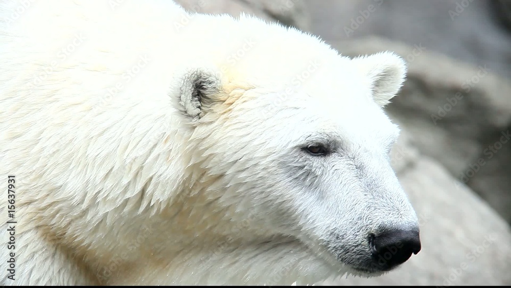 eisbär eisbär