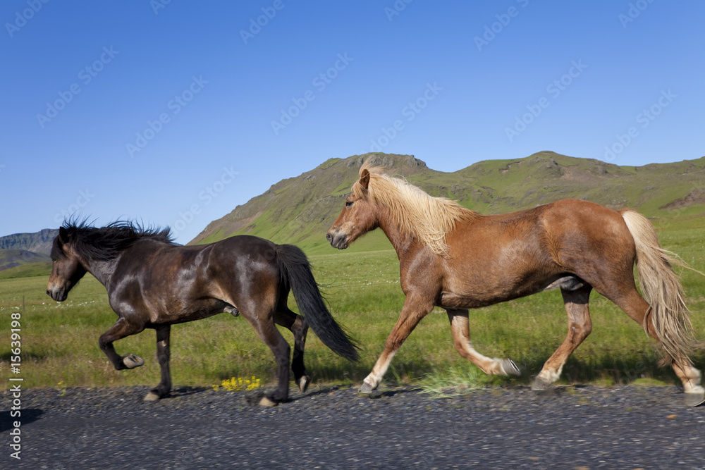 Fototapeta premium Two Icelandic Horses Running By The Side of A Road