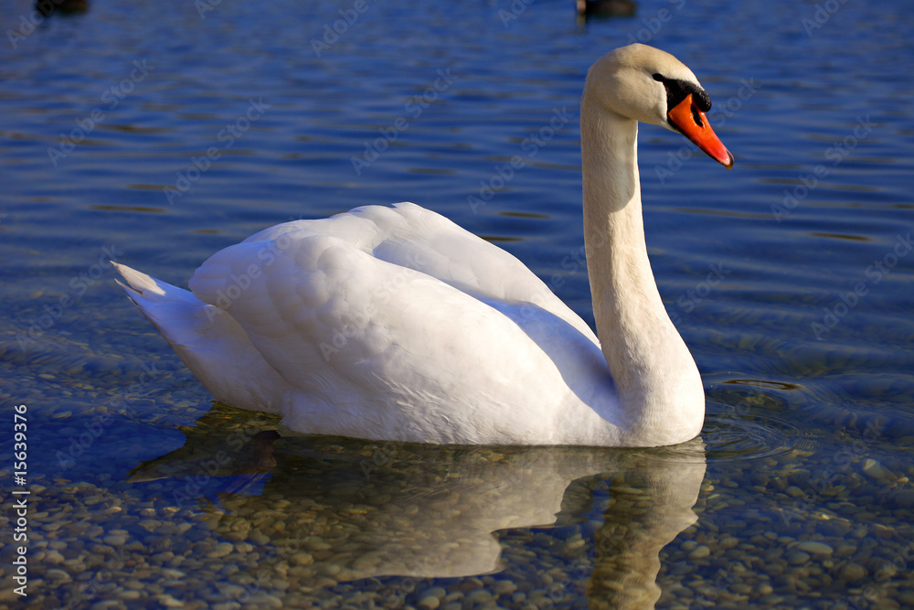 Naklejka premium Elegant Swan on the blue lake