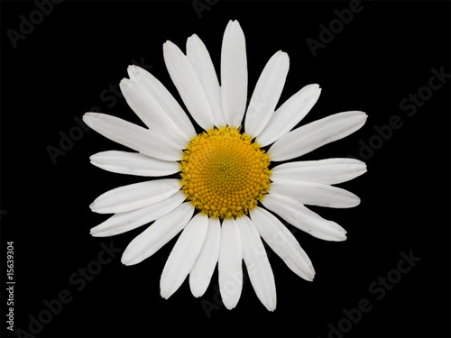 Chamomile flower