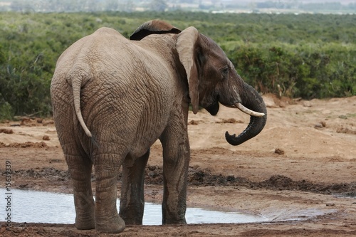 African Elephant