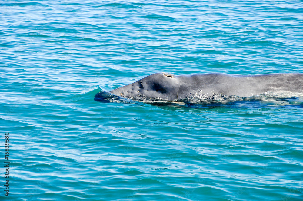 Obraz premium Grauwal Whale Watching