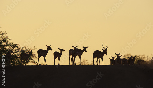 Group of red Impala