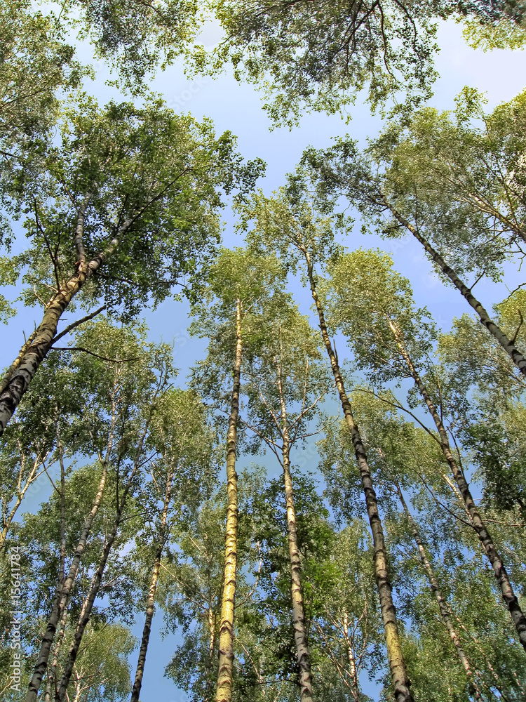Obraz premium many birch trees and blue sky in the forest