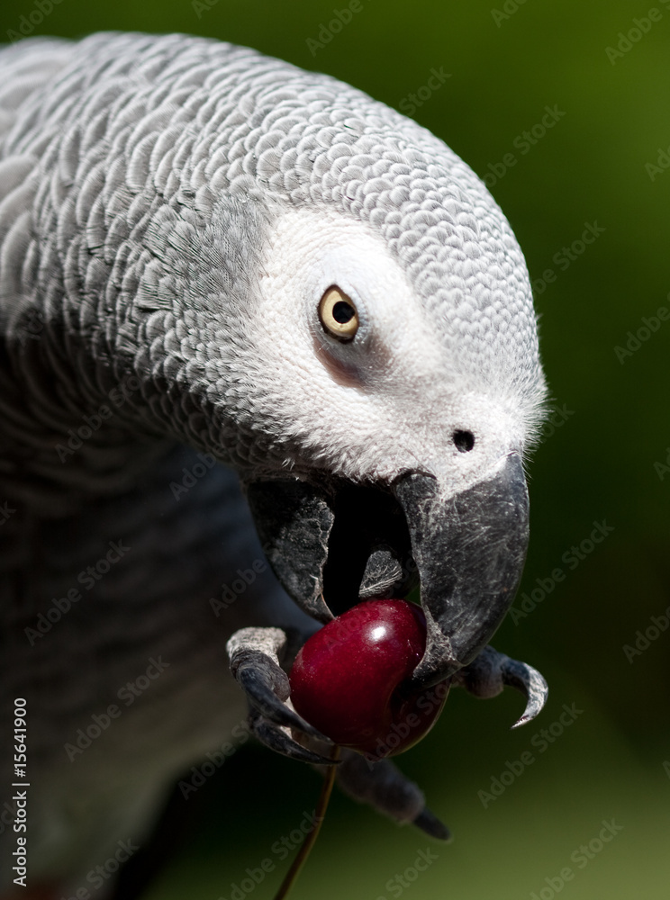 Fototapeta premium loro yako