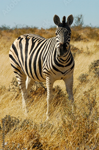 Zebra im Etosha Nationalpark  Namibia