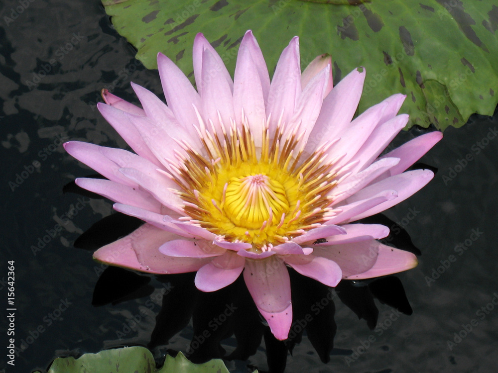 Water lily Water lily