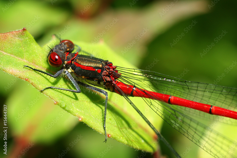 Red Dragonfly Red Dragonfly