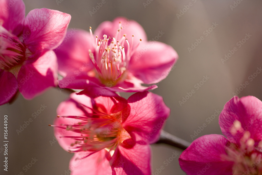 Obraz premium 紅梅