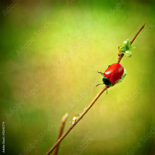 Ladybird with no drops. Coccinella bipunctata. Melasoma populi. photo