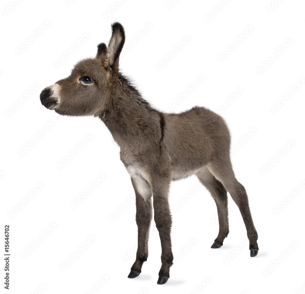 donkey foal (2 months)