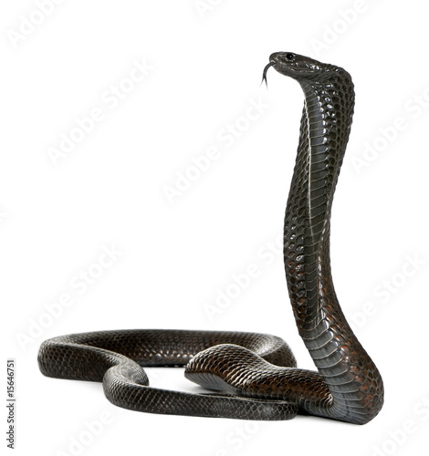 Egyptian cobra - Naja haje