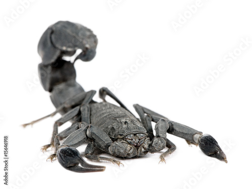 Scorpion  - Androctonus mauretanicus photo