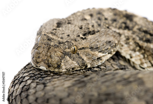 African puff adder - Bitis arietans