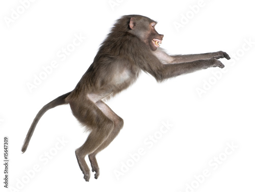 side view of a Baboon jumping -  Simia hamadryas photo