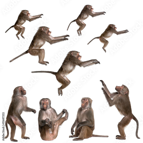 many views of Baboon in differents size and position photo