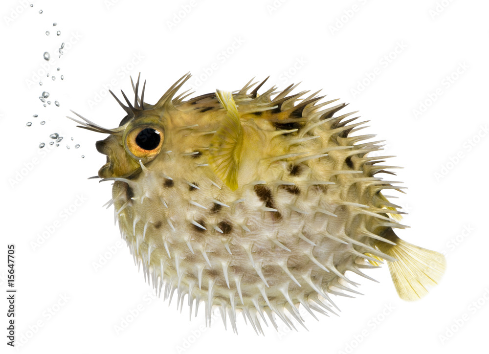 Fototapeta premium Long-spine porcupinefish also know as spiny balloonfish (fish) -
