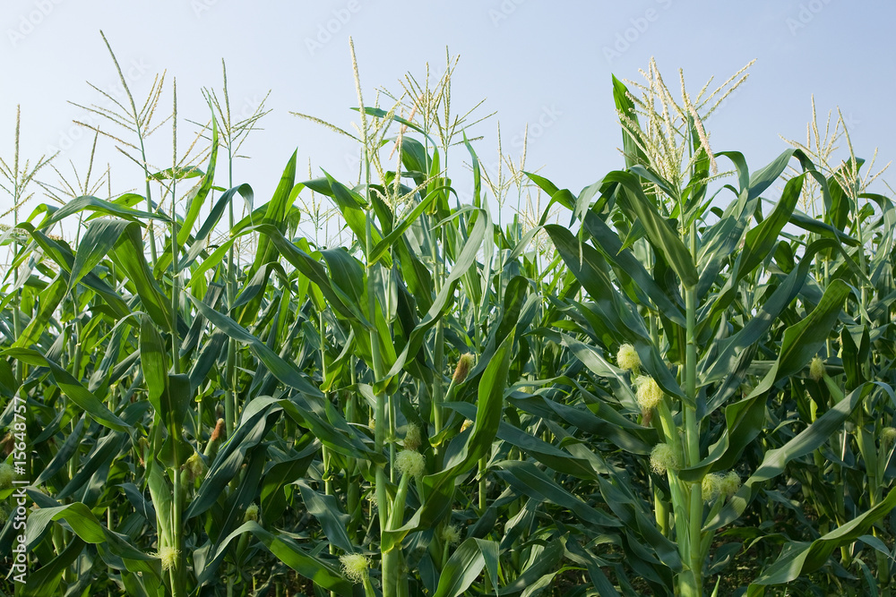 corn field and blue sky corn field and blue sky