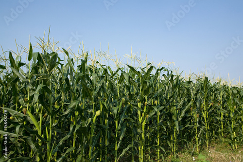 corn field and blue sky