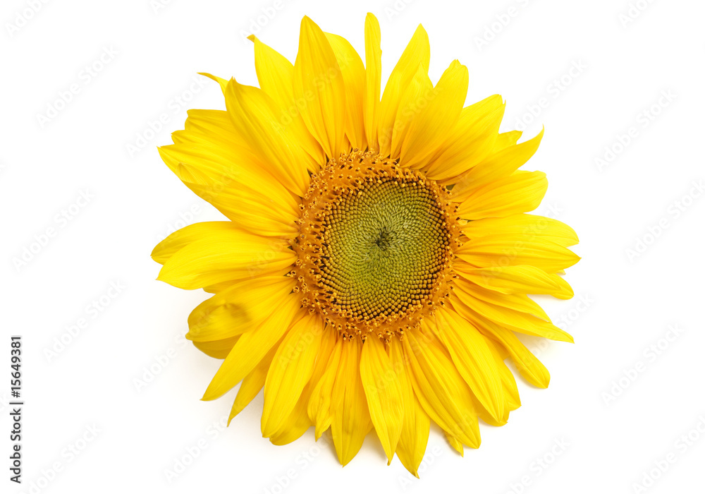 Fototapeta premium Beautiful yellow Sunflower petals closeup