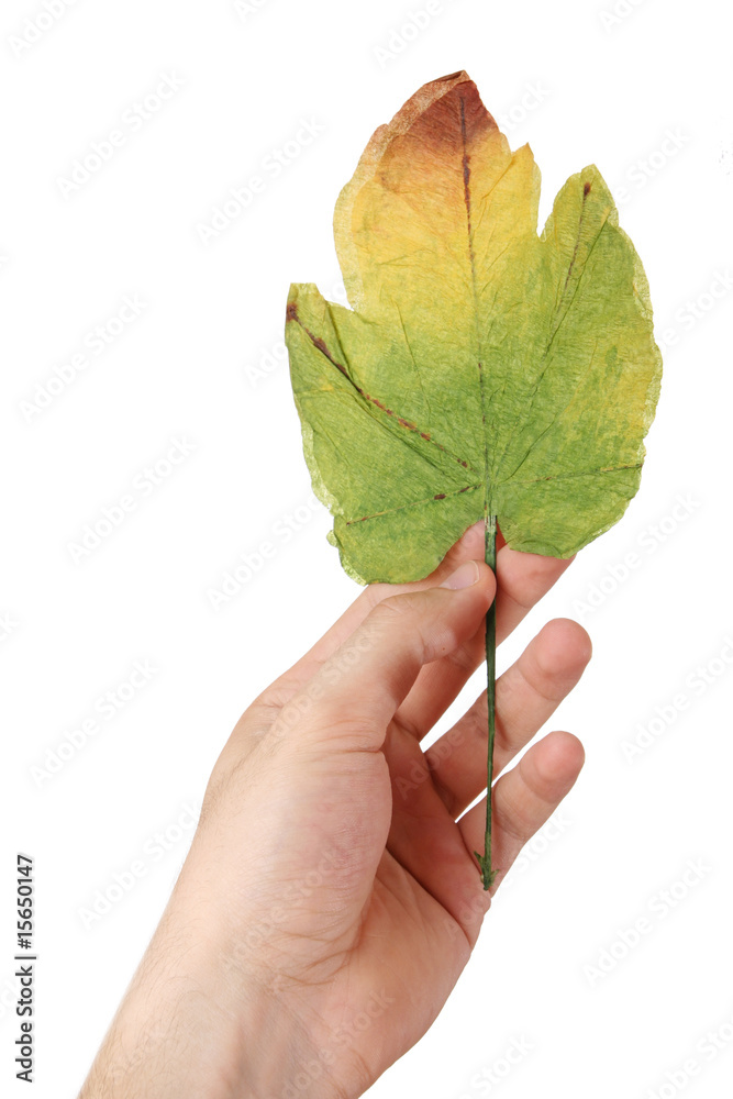 Leaf in a man hand. Leaf in a man hand.