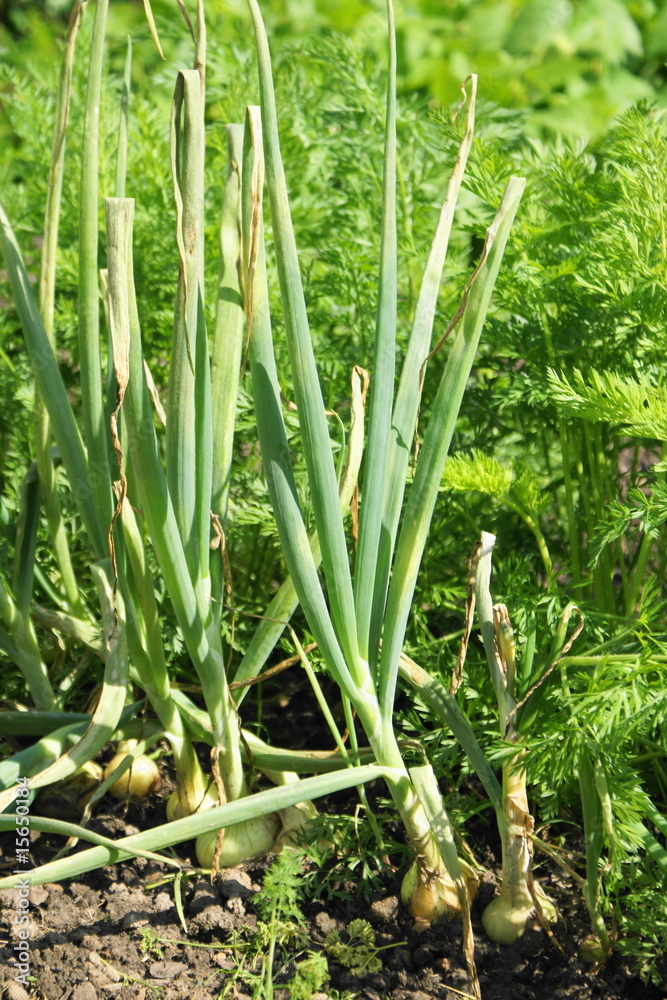 Obraz premium SONY DSC