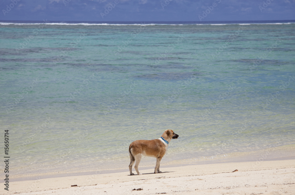 Dog on Tropical Beach