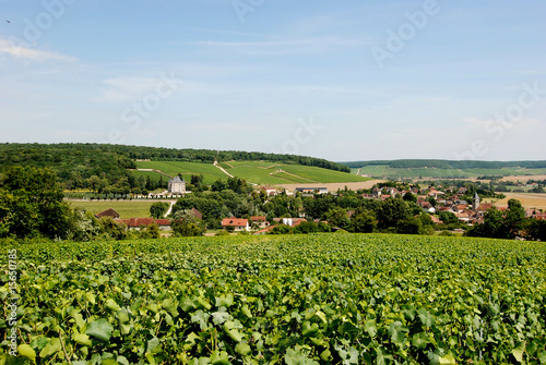 Vignes  Village de Bligny  Aube 