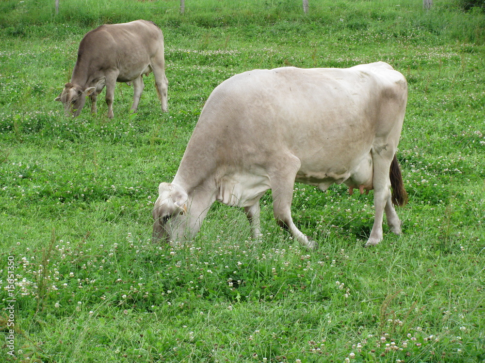 Fototapeta premium vaches