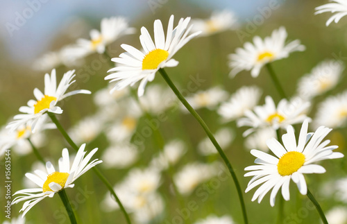 White and yellow daisies background © SJ Travel Footage