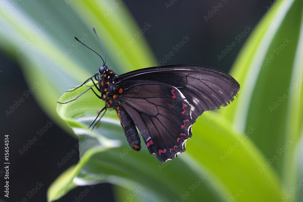 Fototapeta premium exotischer Schmetterling