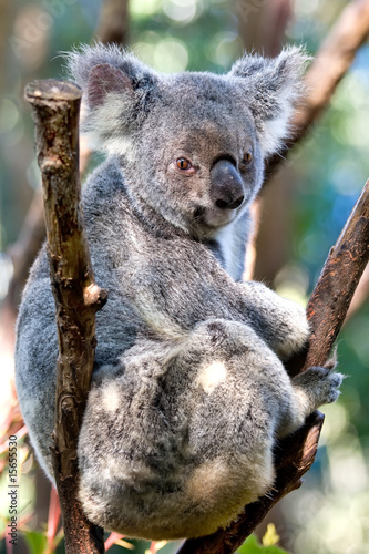 Fototapeta Naklejka Na Ścianę i Meble -  Koala bear sitting in a tree