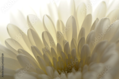 Chrysanthemum translucent macro