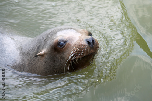 A sea lion sticking its head out of the water